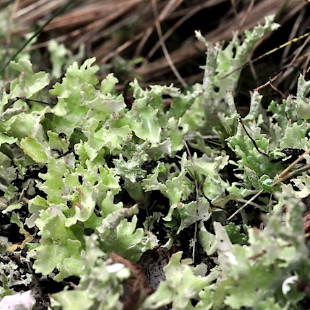 Cladonia turgida
