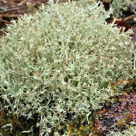 Cladonia uncialis