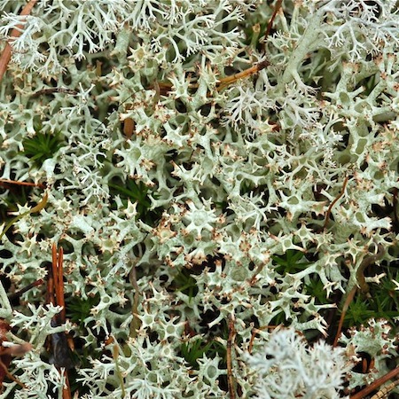 Cladonia uncialis
