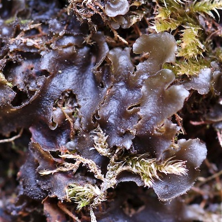 collema flaccidum