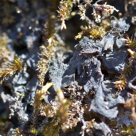 Lathagrium fuscovirens