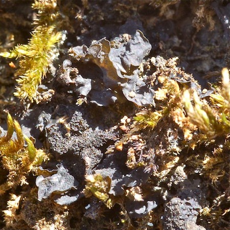 Lathagrium fuscovirens