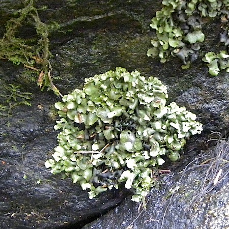 Dermatocarpon luridum