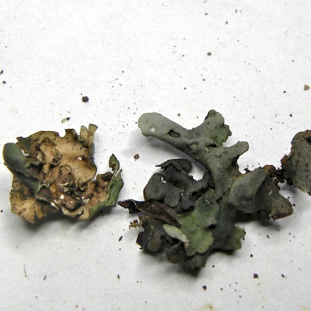Dermatocarpon luridum