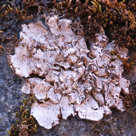 dermatocarpon miniatum