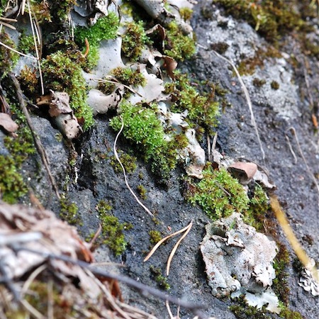 dermatocarpon miniatum