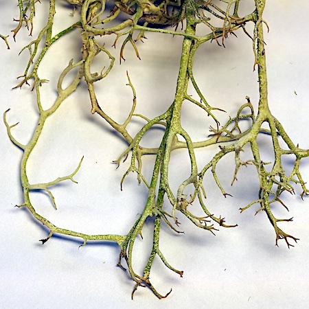Evernia divaricata