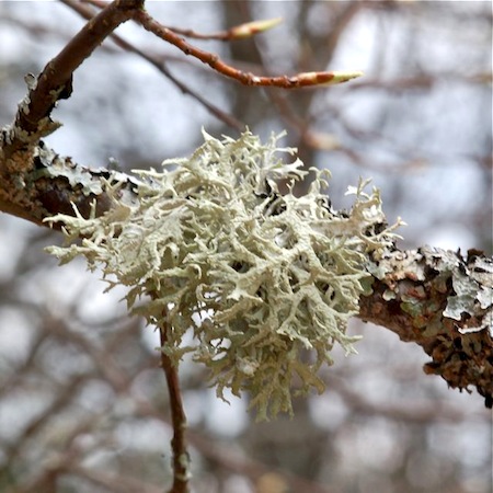 Evernia prunastri
