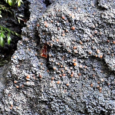 Vahliella leucophaea