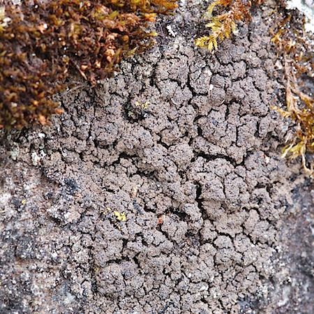 Vahliella leucophaea