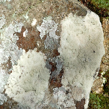 Haematomma ochroleucum