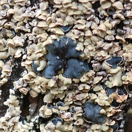 Hypocenomyce scalaris