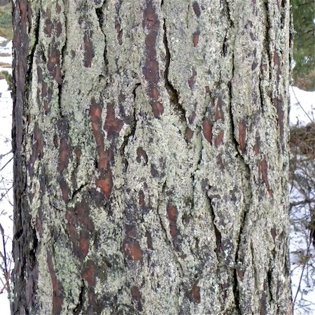 Hypocenomyce scalaris