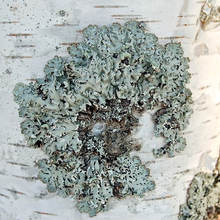 Hypogymnia physodes