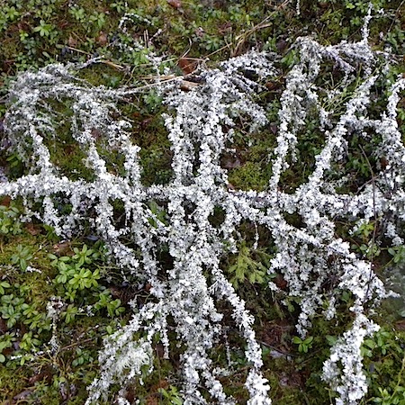 Hypogymnia physodes