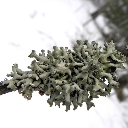 hypogymnia tubulosa