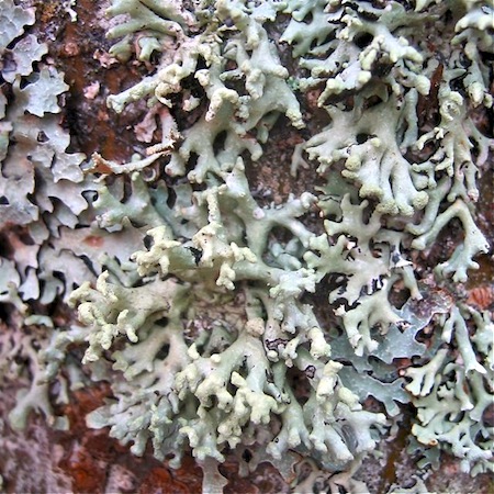 hypogymnia tubulosa