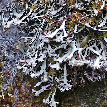hepogymnia vittata