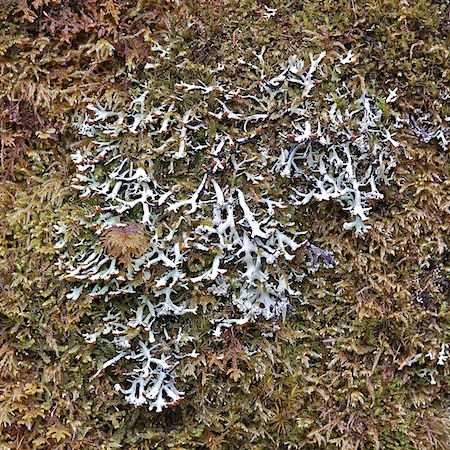 hepogymnia vittata