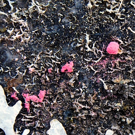 Illosporiopsis christiansenii