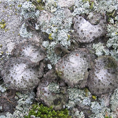 Umbilicaria pustulata