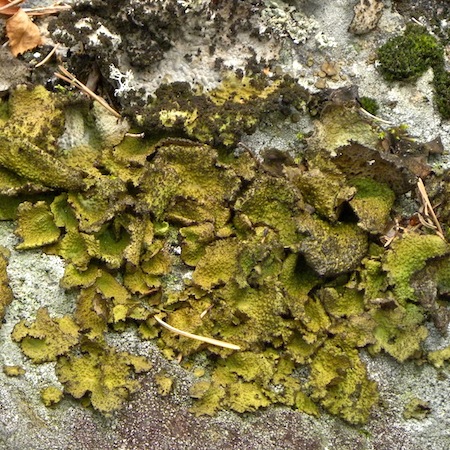 Umbilicaria pustulata