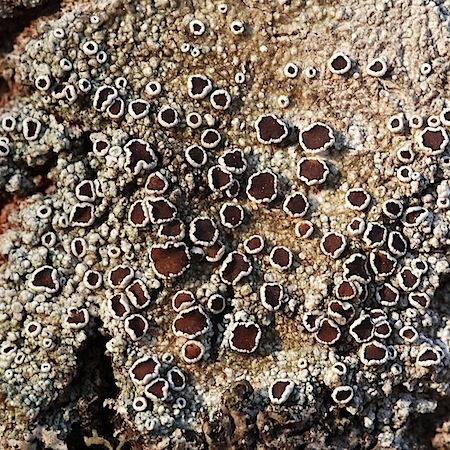 lecanora allophana