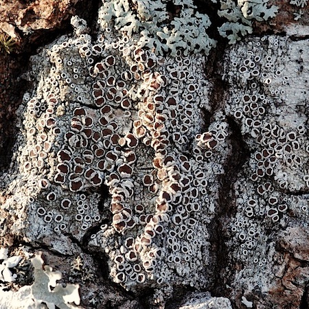 lecanora allophana