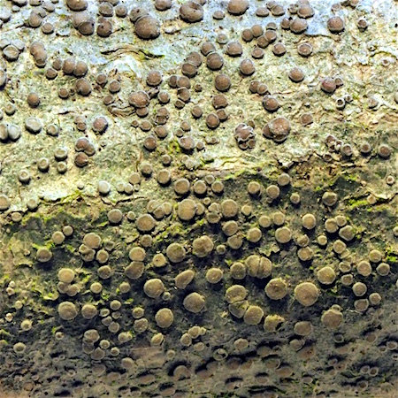 lecanora allophana