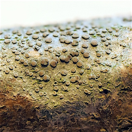 lecanora allophana