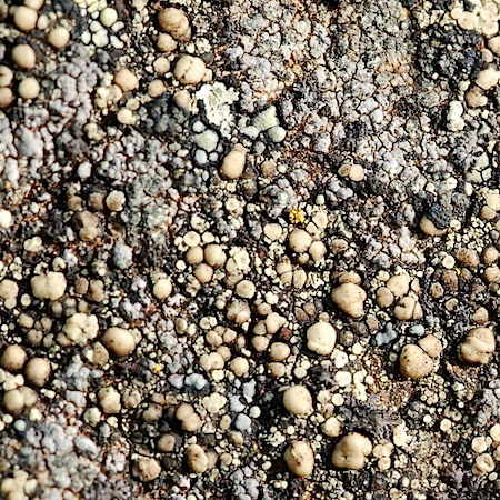 lecanora chlorophaeodes