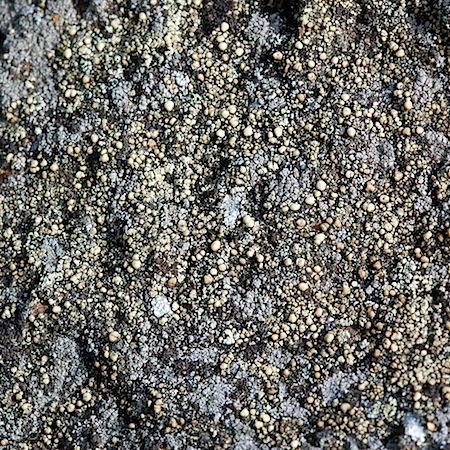 lecanora chlorophaeodes