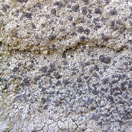 Lecanora intricata