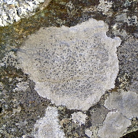 Lecanora intricata