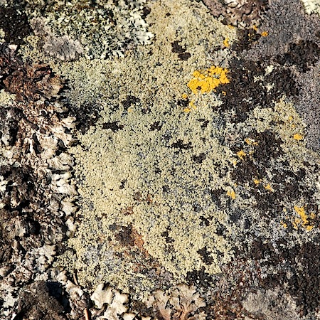 lecanora polytropa