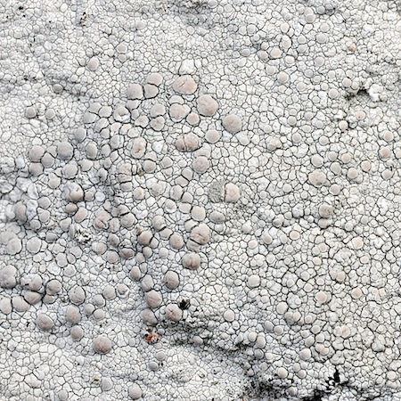 lecanora rubicola