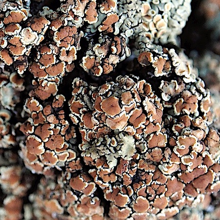 Lecanora saligna