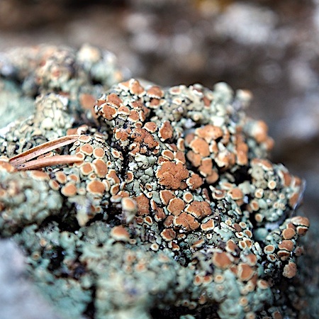 Lecanora saligna