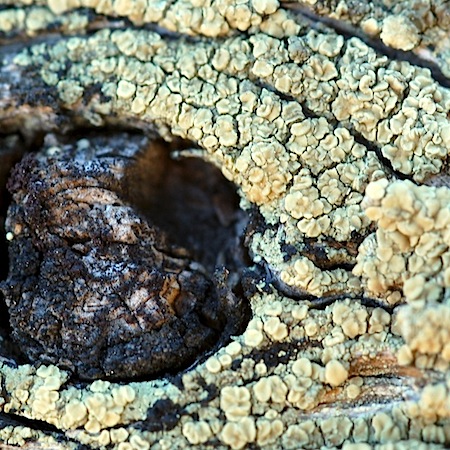 lecanora varia