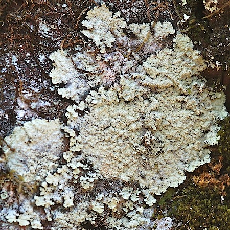 Lepraria membranacea