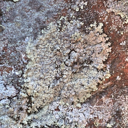 Lepraria membranacea