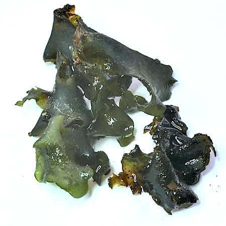 Leptocium cyanescens