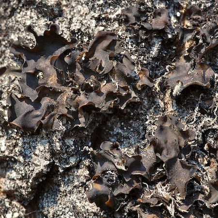Leptocium saturninum