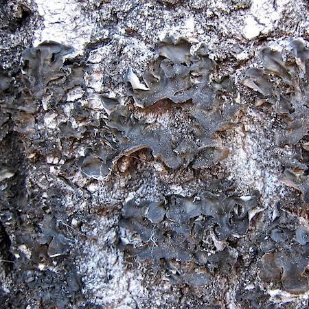 Leptocium saturninum