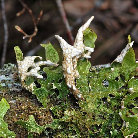 Lobaria pulmonaria