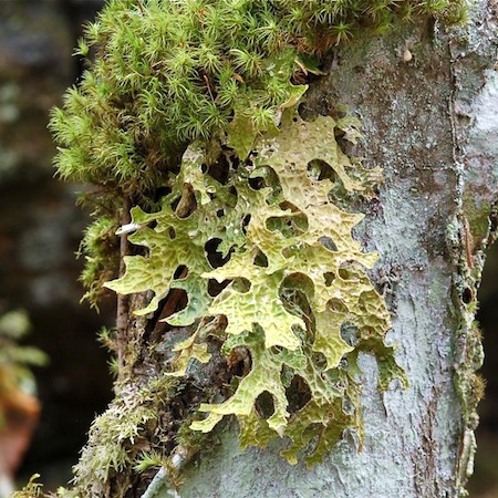 Lobaria pulmonaria