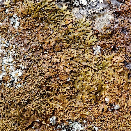 Montanelia panniformis