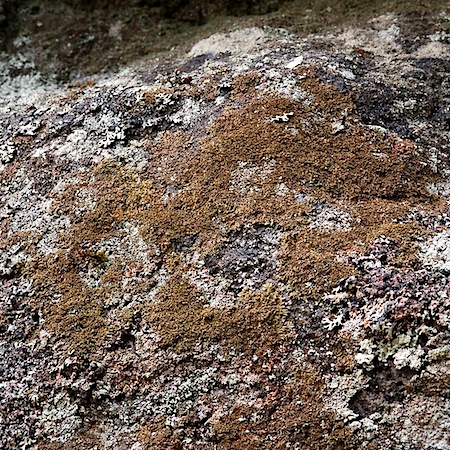 Montanelia panniformis