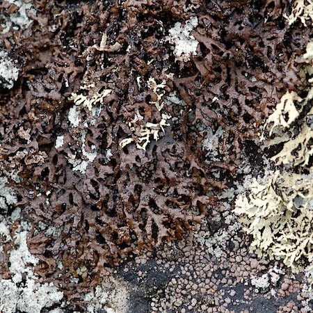 Melanelia stygia