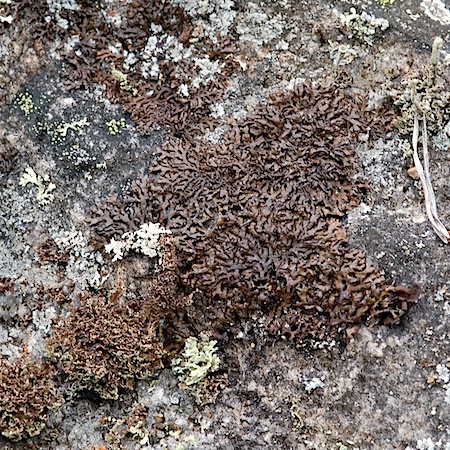 Melanelia stygia